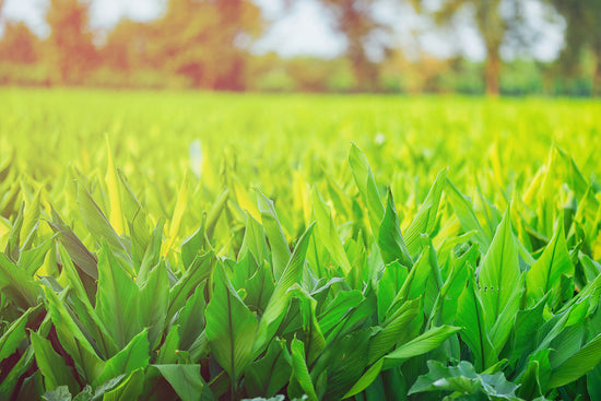 Growing and Harvesting Turmeric